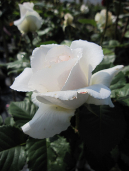 Stammrose Merril 1